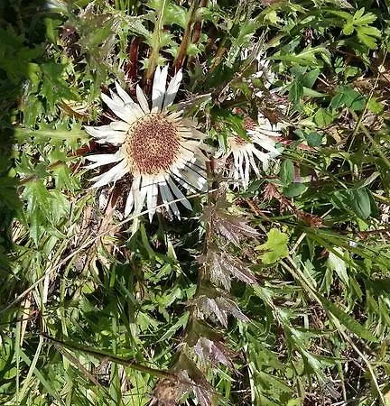 Haus Pfarrkirchner *