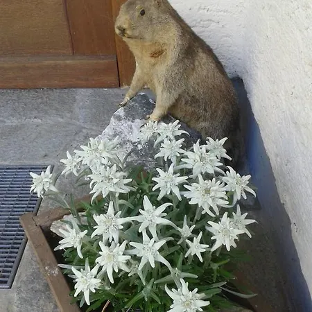 Appartement Haus Pfarrkirchner Mauterndorf (Salzburg)