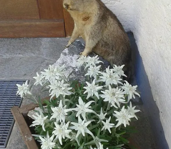 アパート Haus Pfarrkirchner マウテルンドルフ